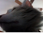 Cat mark