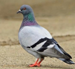 Pigeons Are awesome