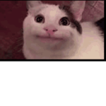 The best cat group ever :p