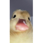 Duckies baddies69420