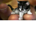 The Greatest Cat ###### In The World