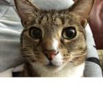 Kitty FanGroup!