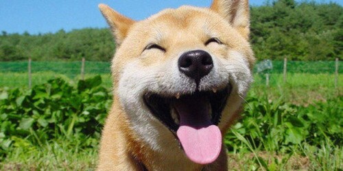 (New Year) Donation Funds 
