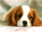 WeLovePuppys