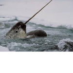 Narwhals, Frogs and Pandas