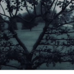 Willow_tree