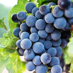 ~Sour_Grapes~