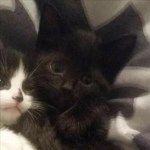 :- Jungle: Cats -: