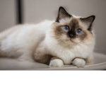CATSY
