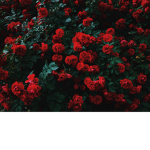 Itzelmebvc123