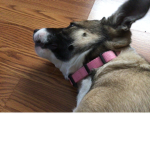 My dogs fan group only molly my dog