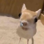 Penguin Development Official