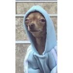 Cool dog sqaud