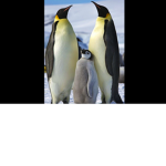 Peguin world