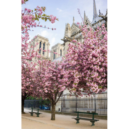 ☆Cherry Blossom Hangout☆