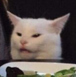 cute cat group101