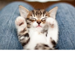 Lets Stop Animal Abuse Together!