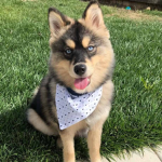 Pomeranians,German shepherds,and corgis club!