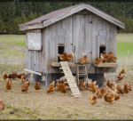 the chickens coop