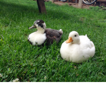 duckos:D