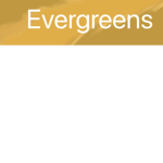 +-Evergreen Royal rp’s-+