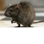 THE RATS ARE TAKEN