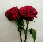 Rose - Boutique