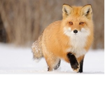 the fox group (foxes only no haters)