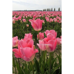 dreamy tulips <3