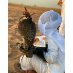 Wow UAE