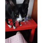 Oreo cat squad