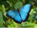 Butterflies bffs