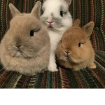 GhostBunnies