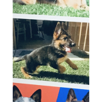 Germanshepherd