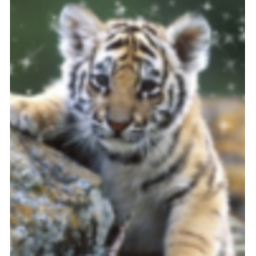 animal fans ARENA!