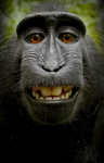 GORILLA TAG IS THE BEST!!!!!