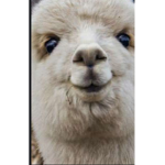 Fat Llamaz