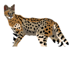 Servals United!