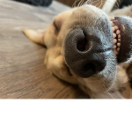 Definitely my doggo