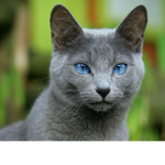 [~Kool Kats~]