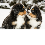 PPRP Doggos