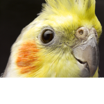 Da friendly birdy's [: