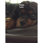 Lily's doggie club