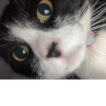 I have a fat cat