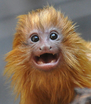The Giggling