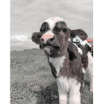 The Cows Go Moo Squad