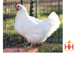 chickens