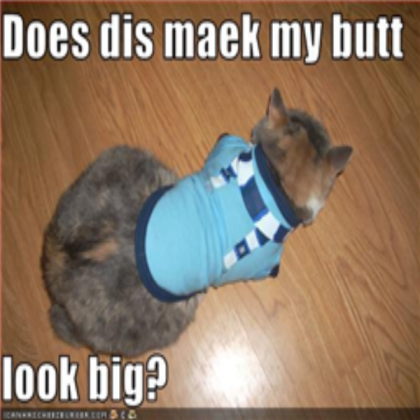 funny cat Roblox decal