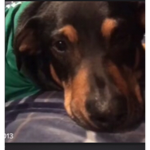 the puppys fans
