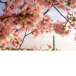 The cherry blossom group